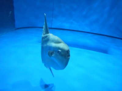 Japanese Ocean Sunfish