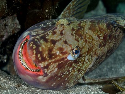 Japanese Parrotfish