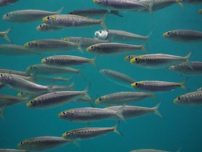 Japanese Pilchard