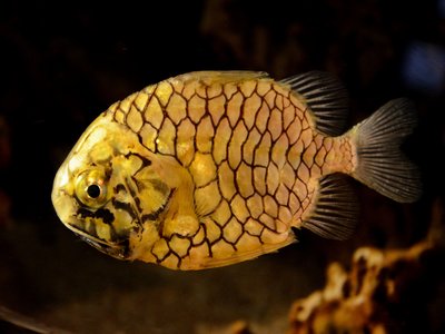 Japanese Pinecone Fish
