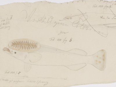 Japanese Remora