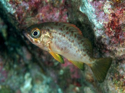 Japanese Rockfish