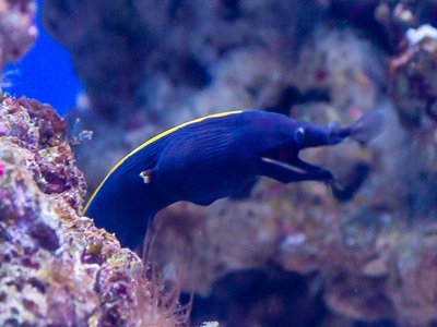 Japanese Sand Eel