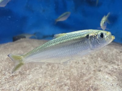 Japanese Sardinella