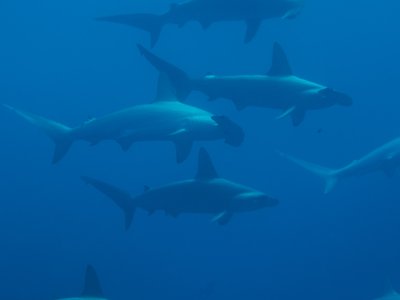 Japanese Scalloped Hammerhead