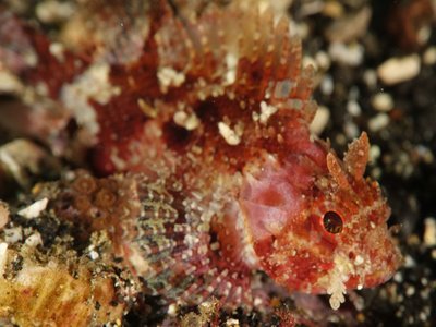Japanese Scorpionfish