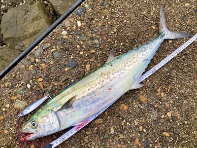 Japanese Seerfish