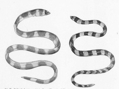 Japanese Snake Eel