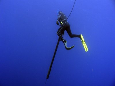Japanese Spearfish