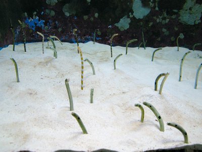 Japanese Spotted Garden Eel