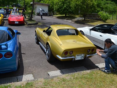 Japanese Stingray