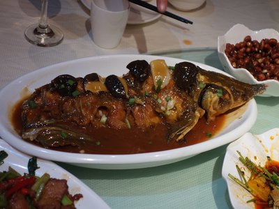 Japanese Sturgeon