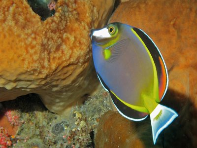 Japanese Surgeonfish