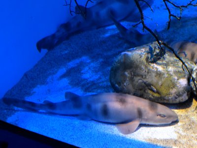 Japanese Swell Shark