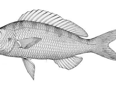 Japanese Threadfin Bream