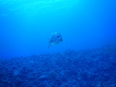 Japanese Trevally