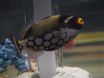 Japanese Triggerfish