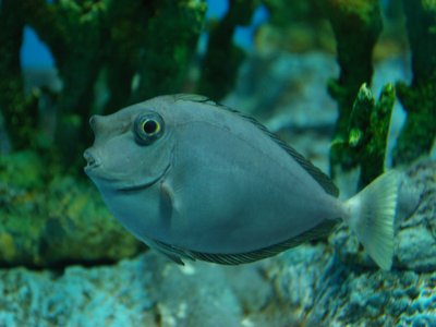 Japanese Unicornfish