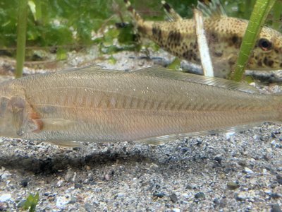 Japanese Whiting