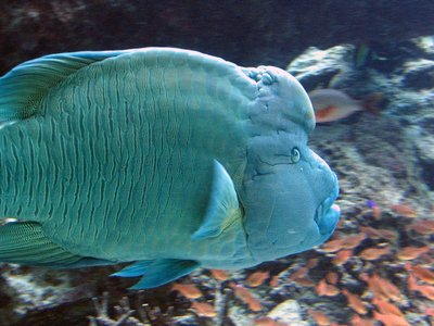 Japanese Wrasse