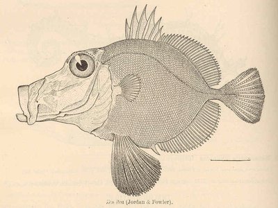 Japanese Zen Fish