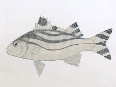 Jarbua Terapon
