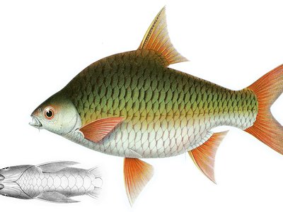 Java Barb