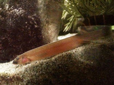 Java Loach