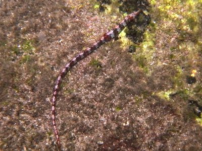 Javelin Pipefish