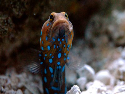 Jawfish