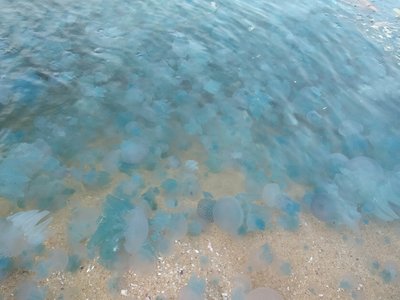 Jellyfish Fish