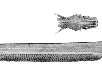 Jellynose Fish