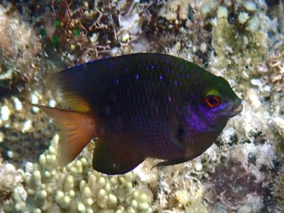 Jewel Damselfish