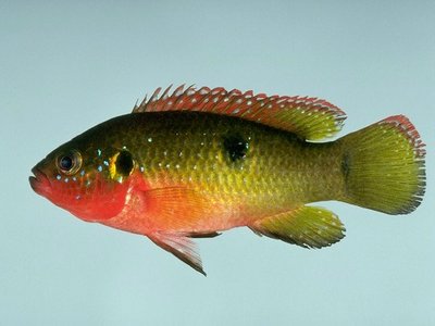Jewel Fish