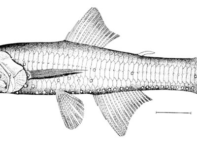 Jewel Lanternfish