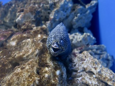 Jewel Moray