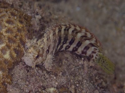 Jewelled Blenny
