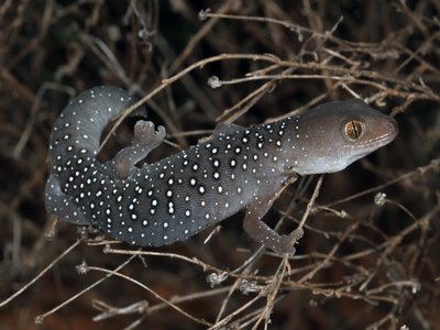 Jewelled Dragonet
