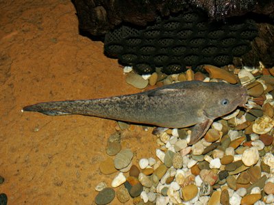 Jewfish