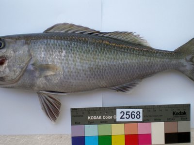 Jobfish