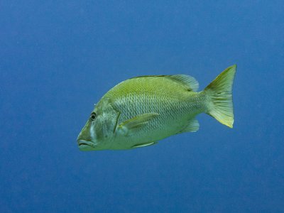 Jocu Snapper