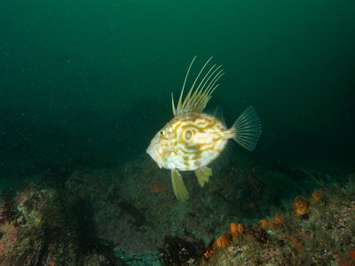 John Dory