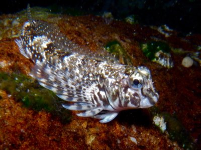Jumping Blenny
