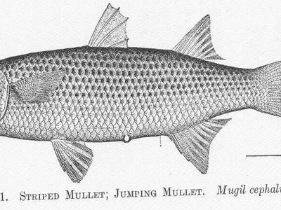 Jumping Mullet