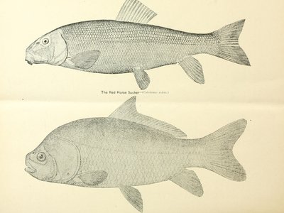 Jumping Shad
