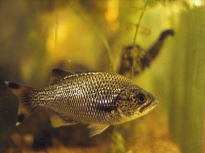 Jungle Perch