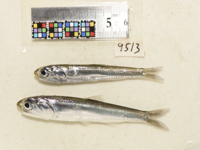 Juvenile Anchovy