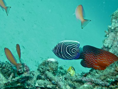 Juvenile Angelfish