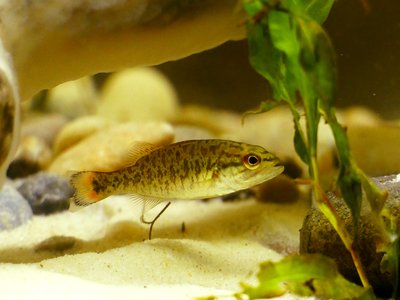 Juvenile Bass