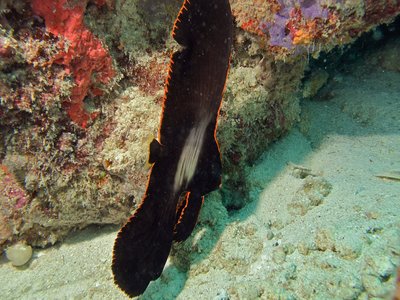 Juvenile Batfish
